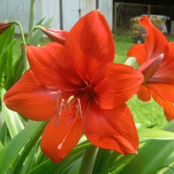 Amaryllis Lily Plant - Amar Lily Red Plant